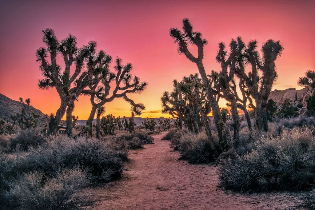 Joshua Tree