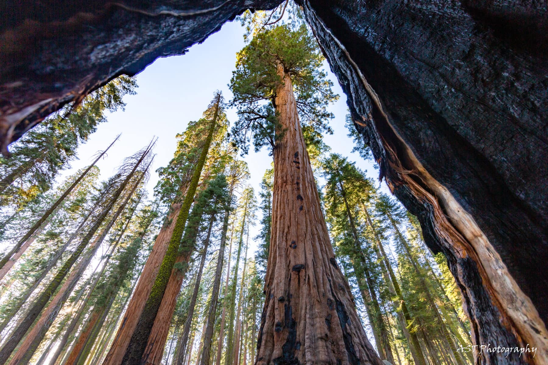 Sequoia